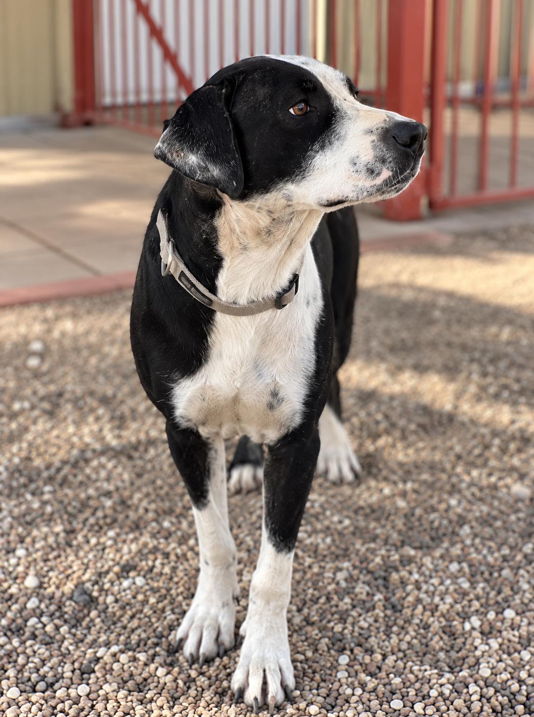 Enlarge Cowboy, a Adoptable mixed breed in Grove city, OH image 6/6
