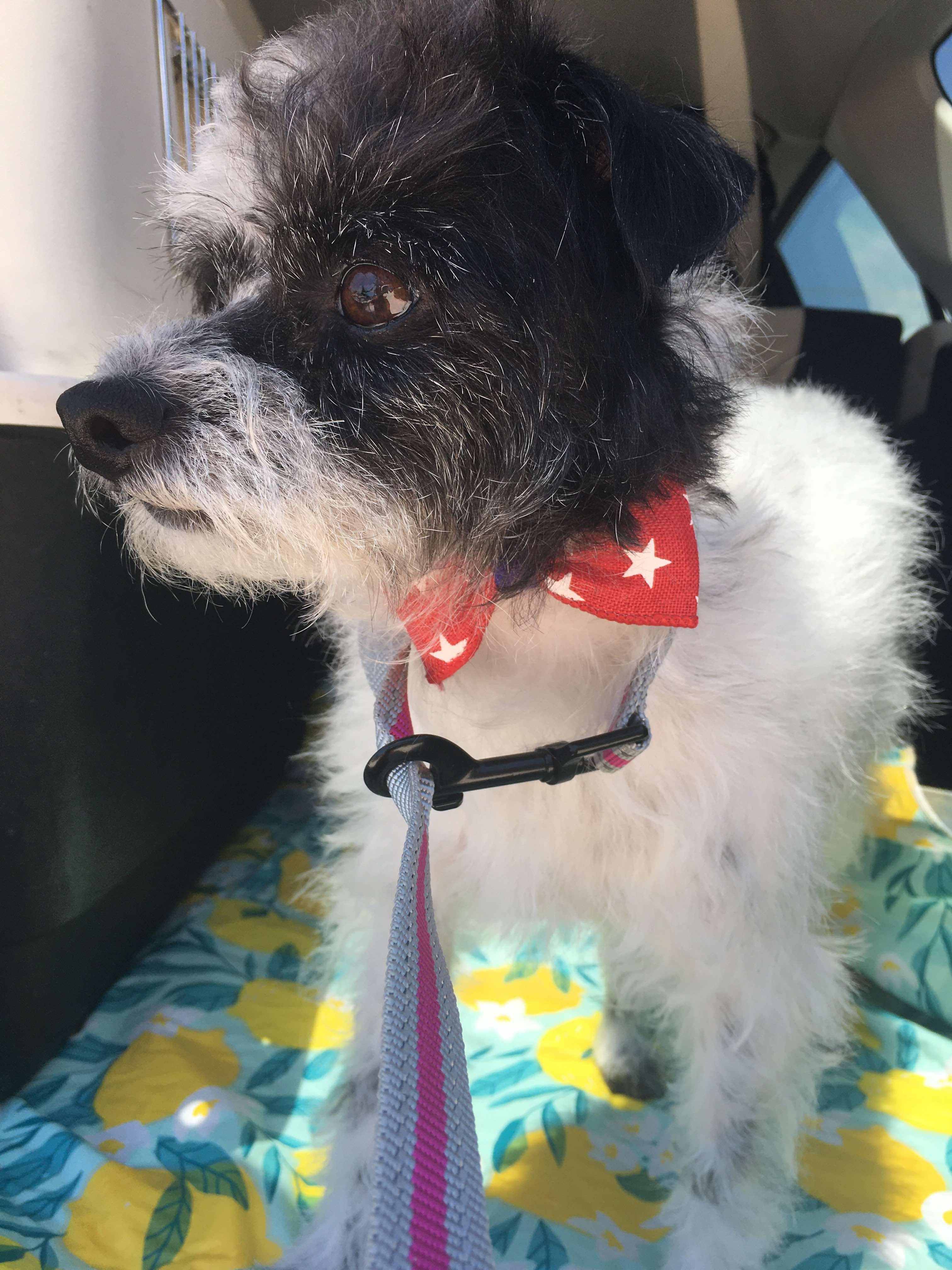 Rolo, an adoptable Maltese in BUTTE, MT, 59701 | Photo Image 3