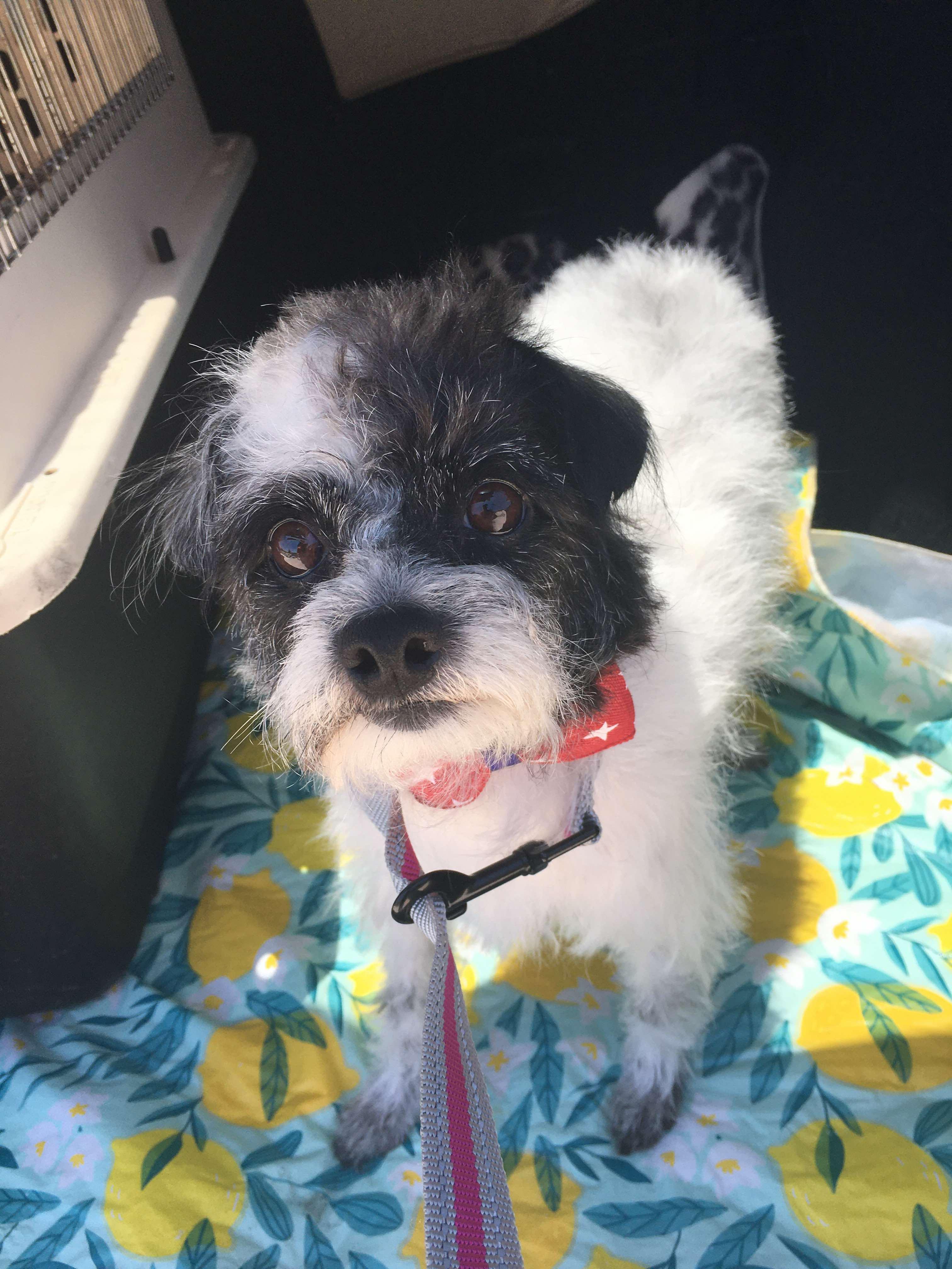 Rolo, an adoptable Maltese in BUTTE, MT, 59701 | Photo Image 6