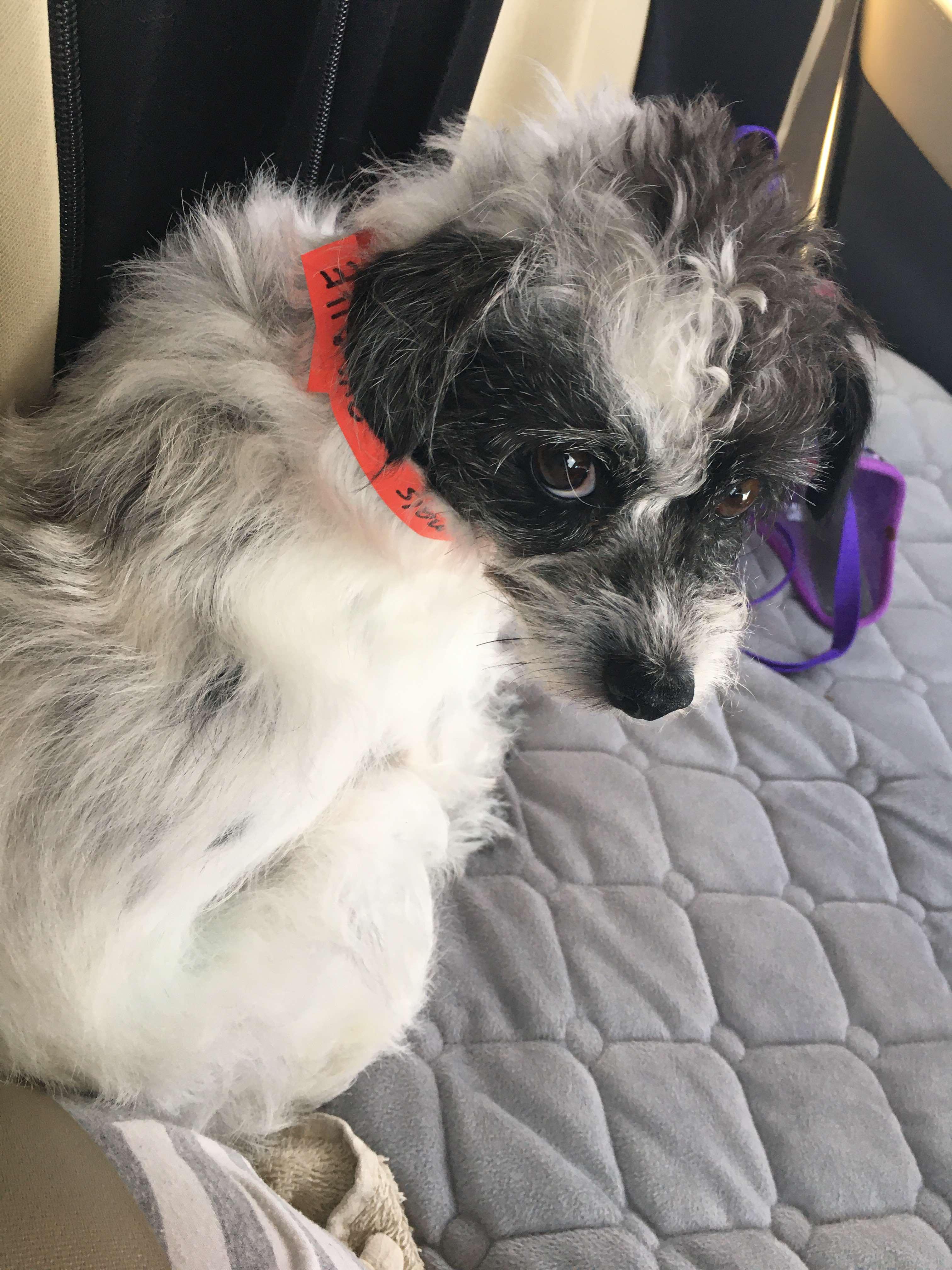 Rolo, an adoptable Maltese in BUTTE, MT, 59701 | Photo Image 4