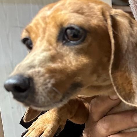 Enlarge Sparkle, a Adoptable Dachshund in Oak Bluffs, MA image 1/1