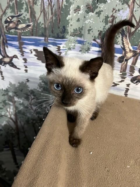 ELF, an adopted mixed breed in Parsippany, NJ image 4/6