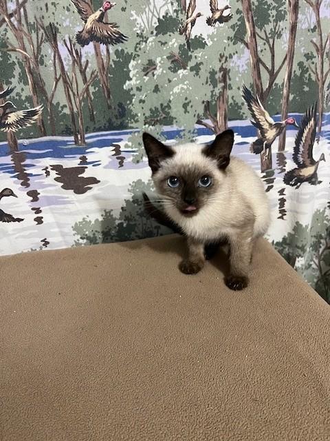 ELF, an adopted mixed breed in Parsippany, NJ image 6/6