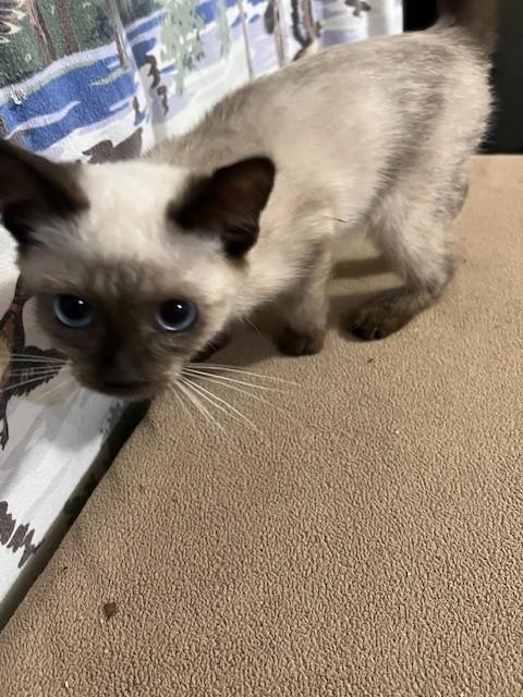 ELF, an adopted mixed breed in Parsippany, NJ image 3/6