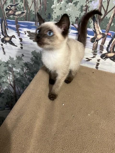 ELF, an adopted mixed breed in Parsippany, NJ image 2/6