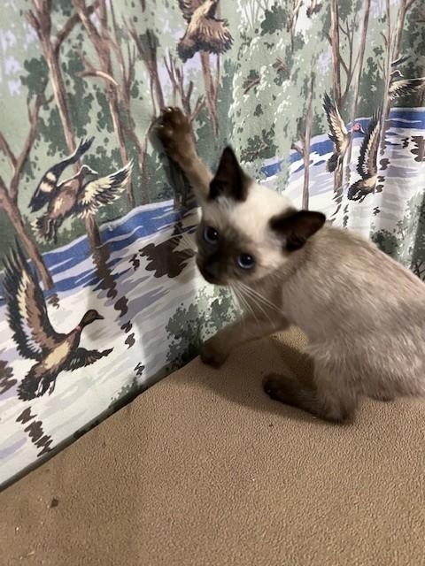 ELF, an adopted mixed breed in Parsippany, NJ image 5/6