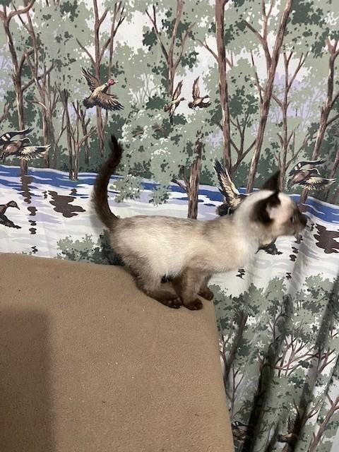 ELF, an adopted mixed breed in Parsippany, NJ image 1/6