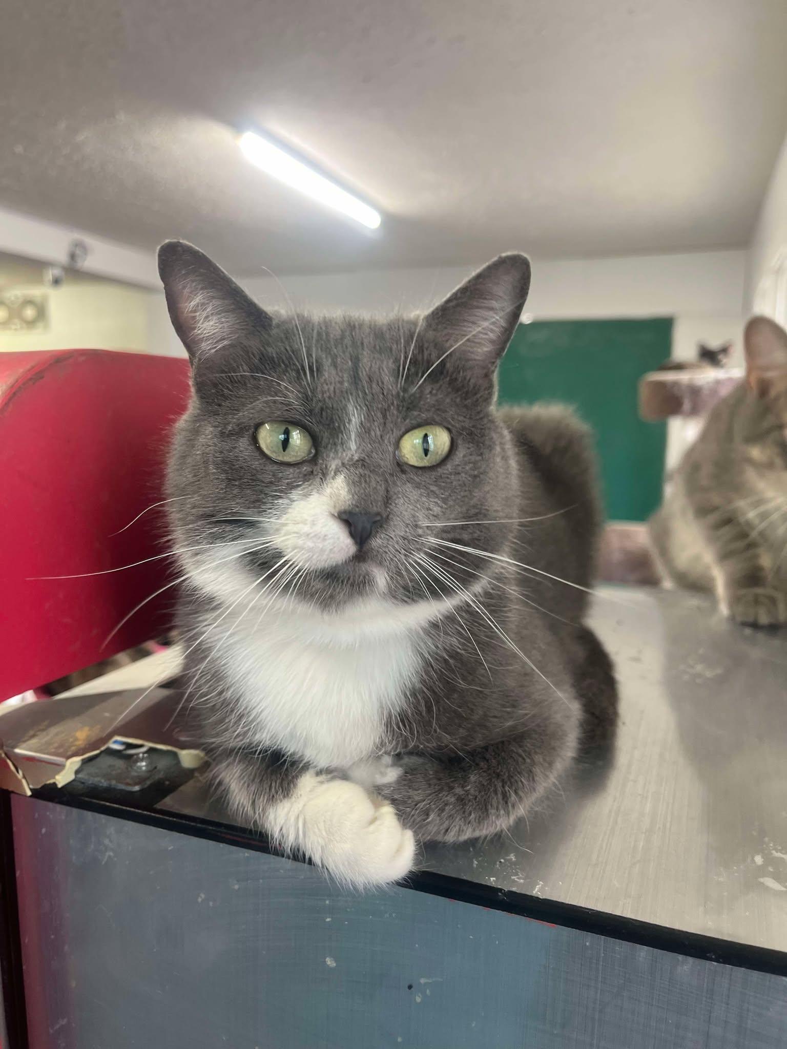 Enlarge Posie, a Adoptable Domestic Short Hair in Marion, IN image 1/1
