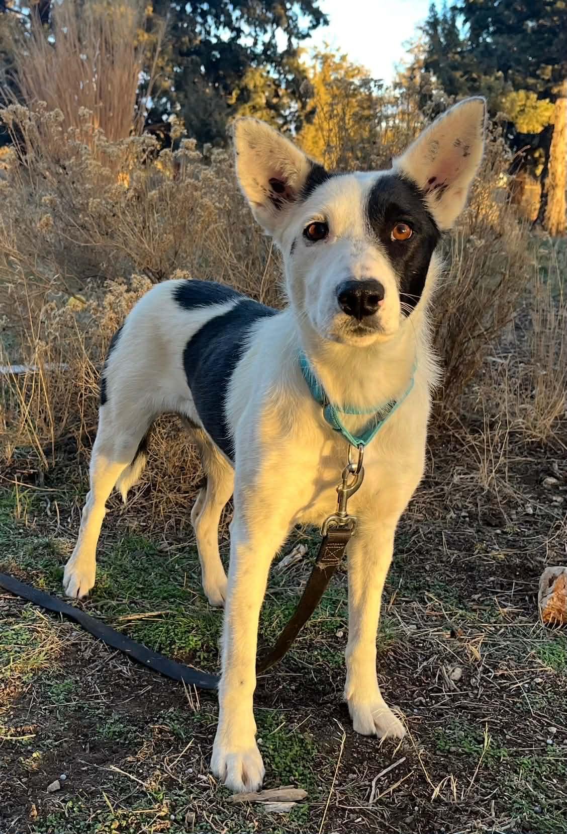 Enlarge Kiva, a ADOPTABLE mixed breed in Bend, OR image 1/6