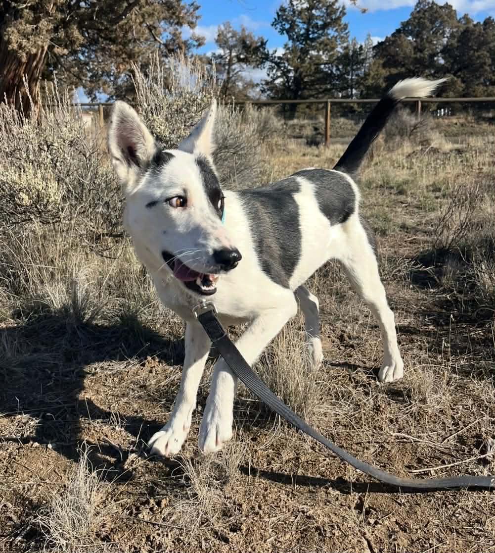 Enlarge Kiva, a ADOPTABLE mixed breed in Bend, OR image 6/6