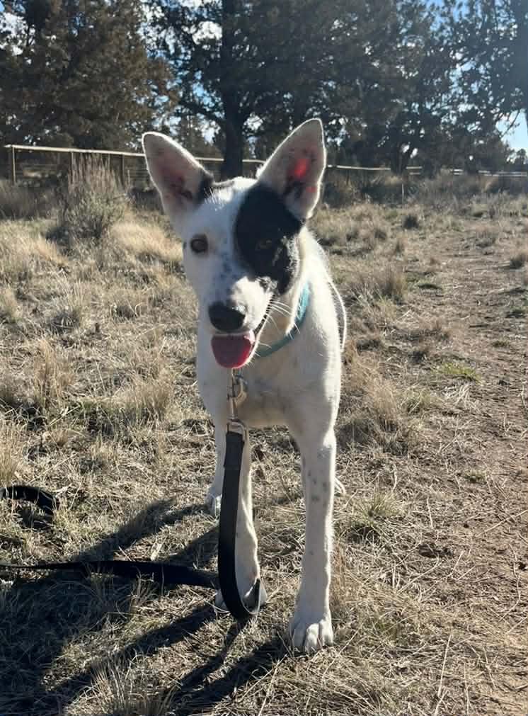 Enlarge Kiva, a ADOPTABLE mixed breed in Bend, OR image 2/6