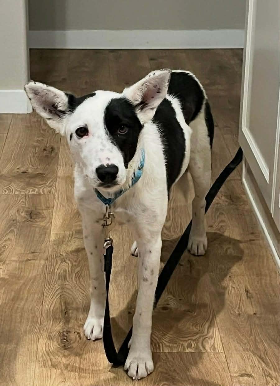 Enlarge Kiva, a ADOPTABLE mixed breed in Bend, OR image 5/6