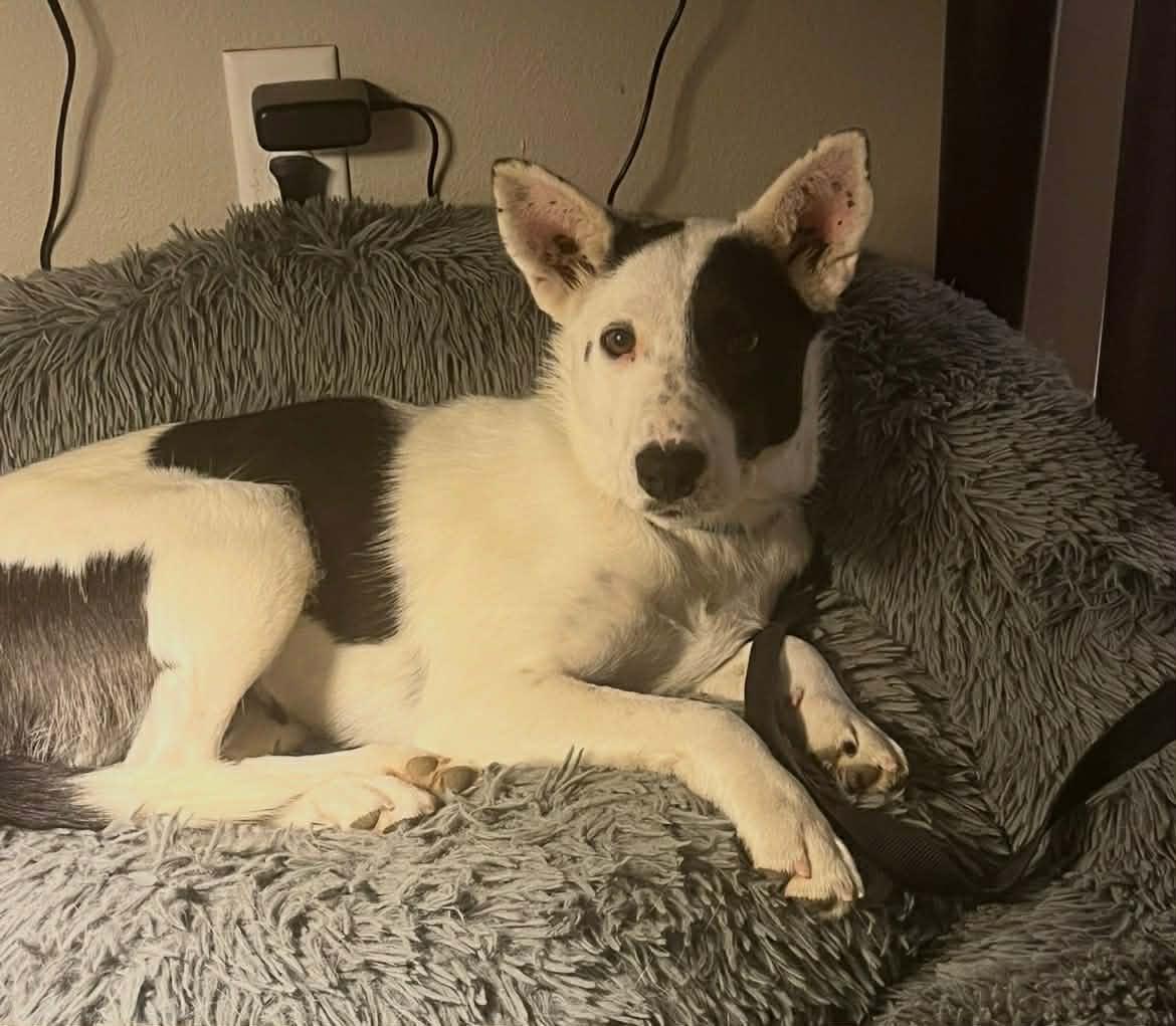 Enlarge Kiva, a ADOPTABLE mixed breed in Bend, OR image 3/6