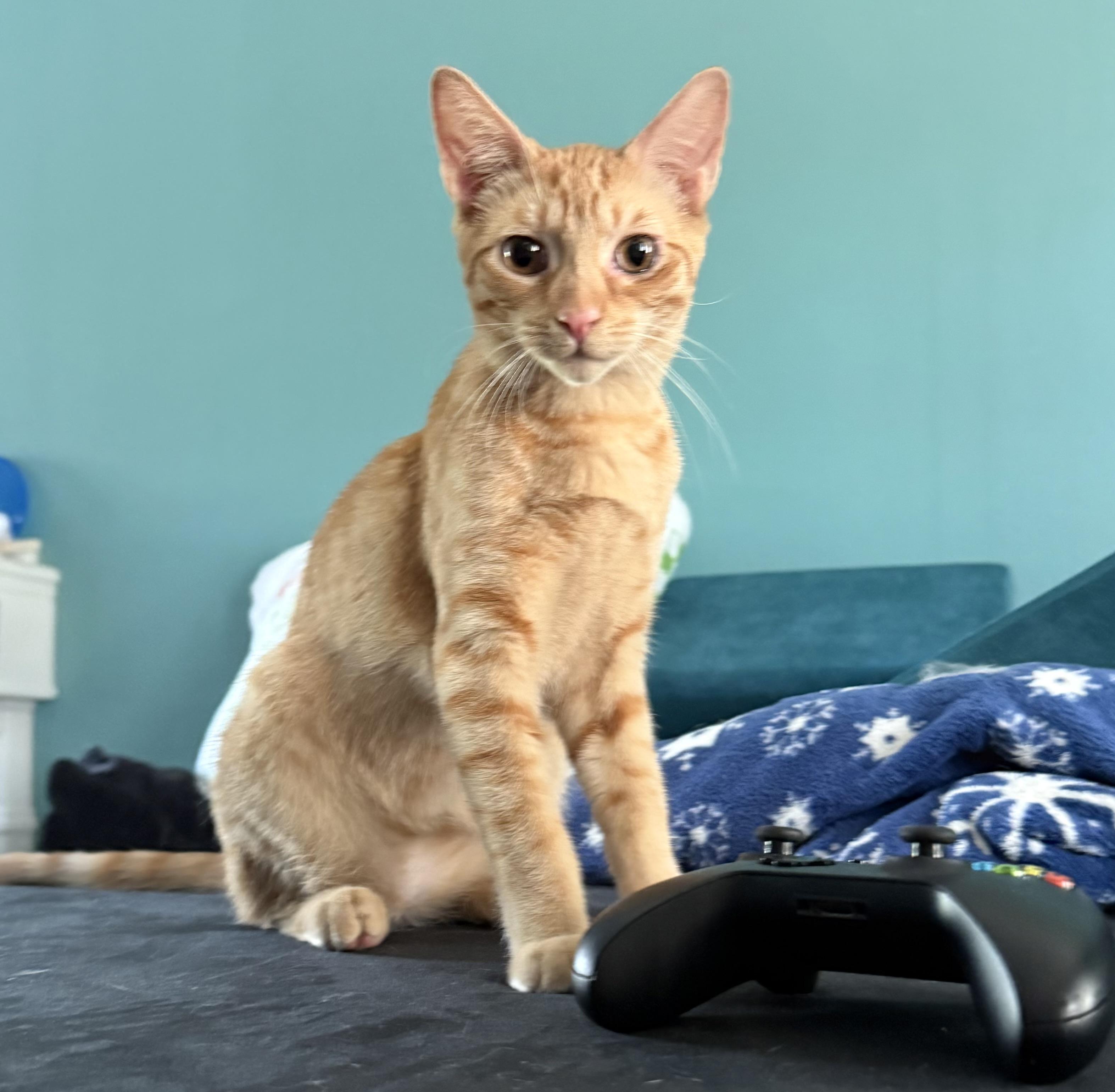 Seamus McPurrFast, adopted, Kitten Male Domestic Short Hair.