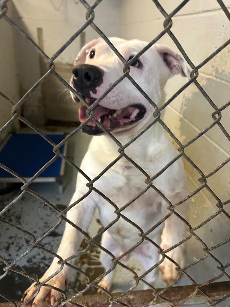 Tugg Speedman, Adoptable, Adult Male Terrier.