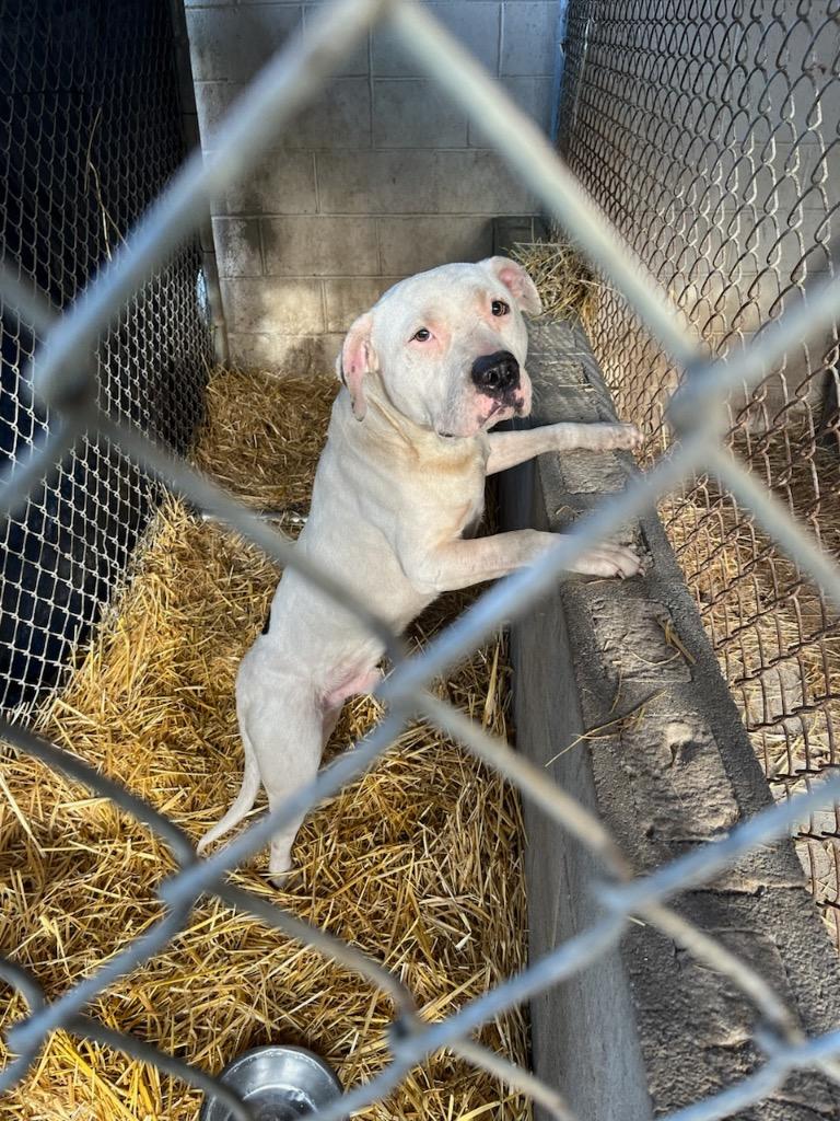 Enlarge Tugg Speedman, a Adoptable mixed breed in Winnsboro, SC image 2/2
