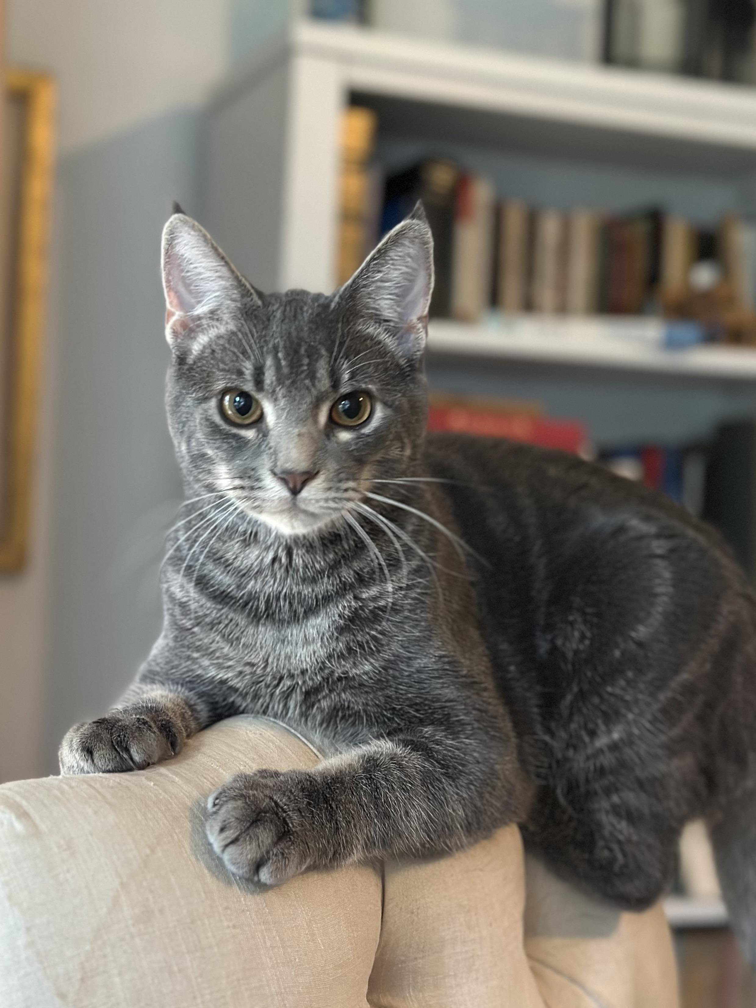 Enlarge Chunk, a Adoptable Domestic Short Hair in Suffolk, VA image 3/6
