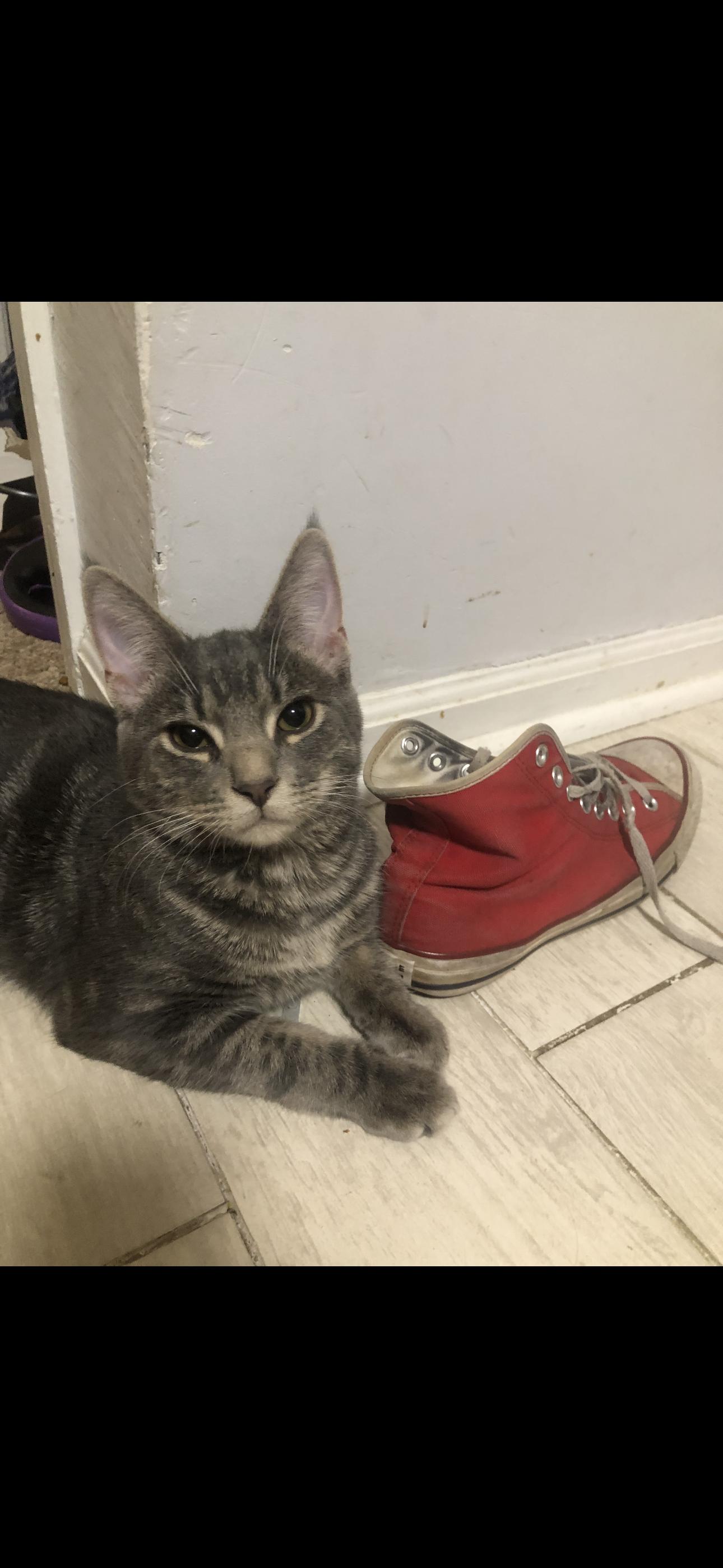 Chunk, Adoptable, Young Male Domestic Short Hair.