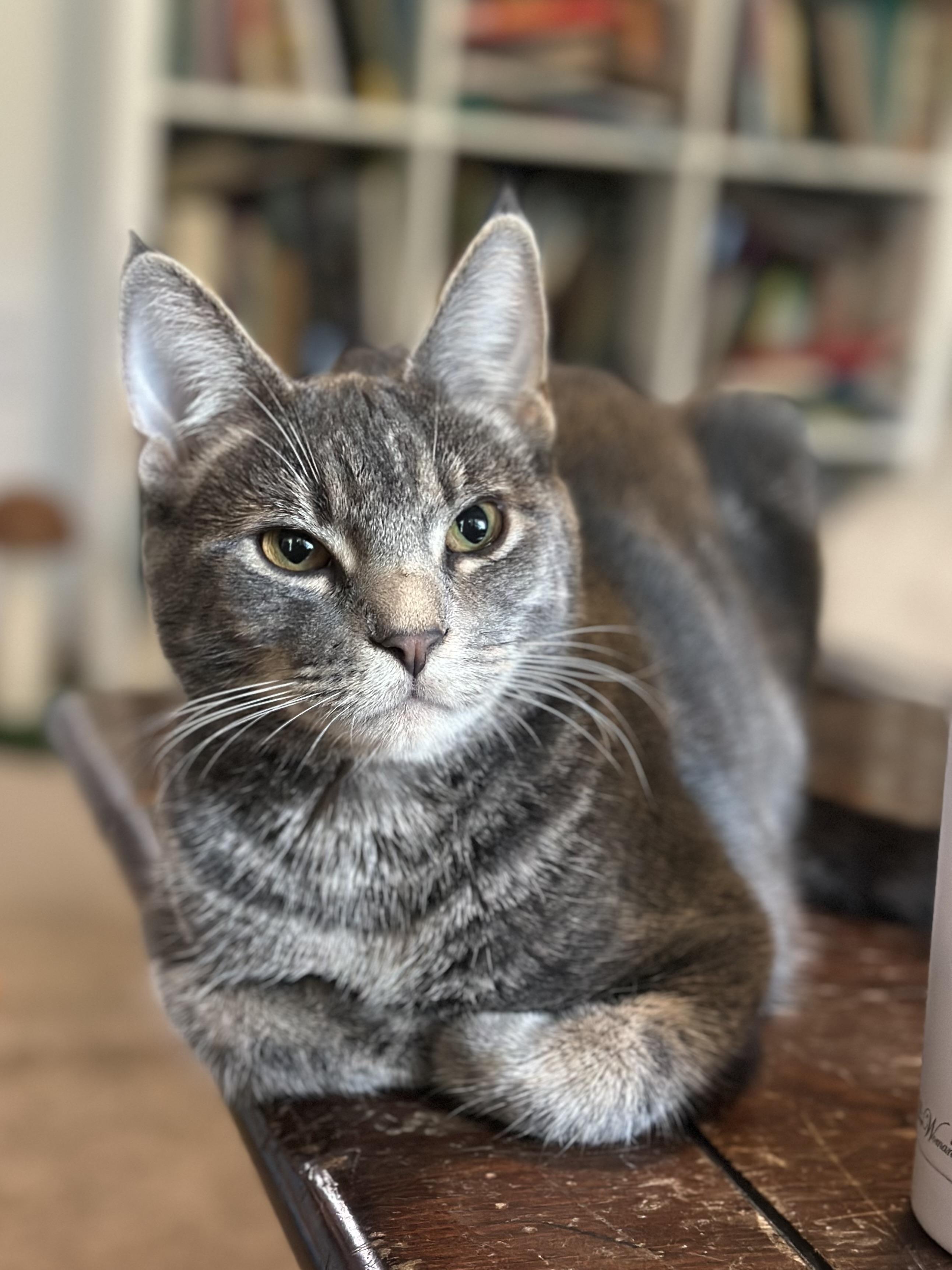 Enlarge Chunk, a Adoptable Domestic Short Hair in Suffolk, VA image 4/6