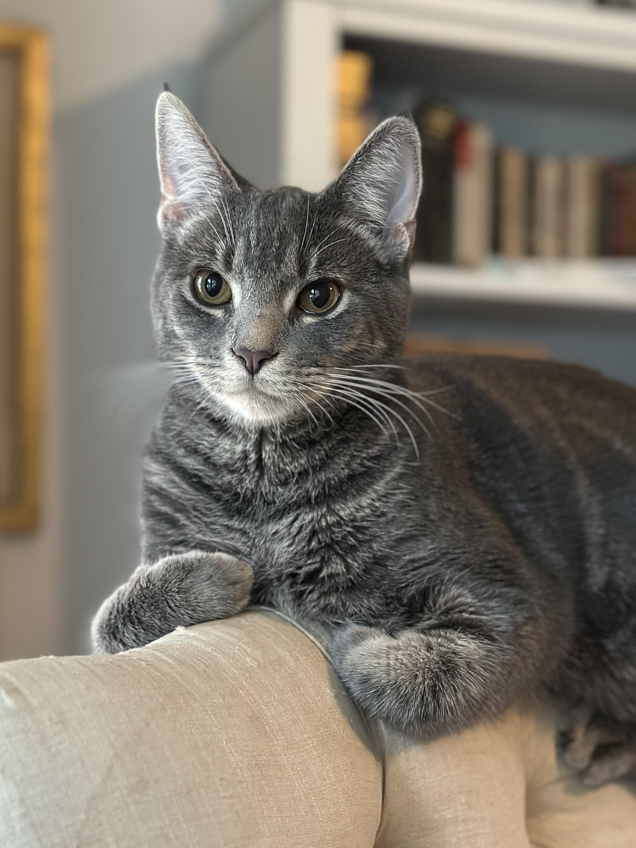 Chunk, Adoptable, Young Male Domestic Short Hair.