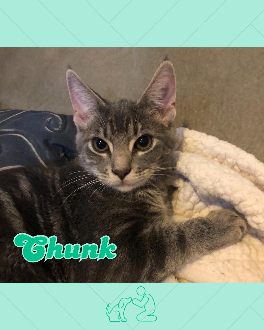 Chunk, Adoptable, Young Male Domestic Short Hair.