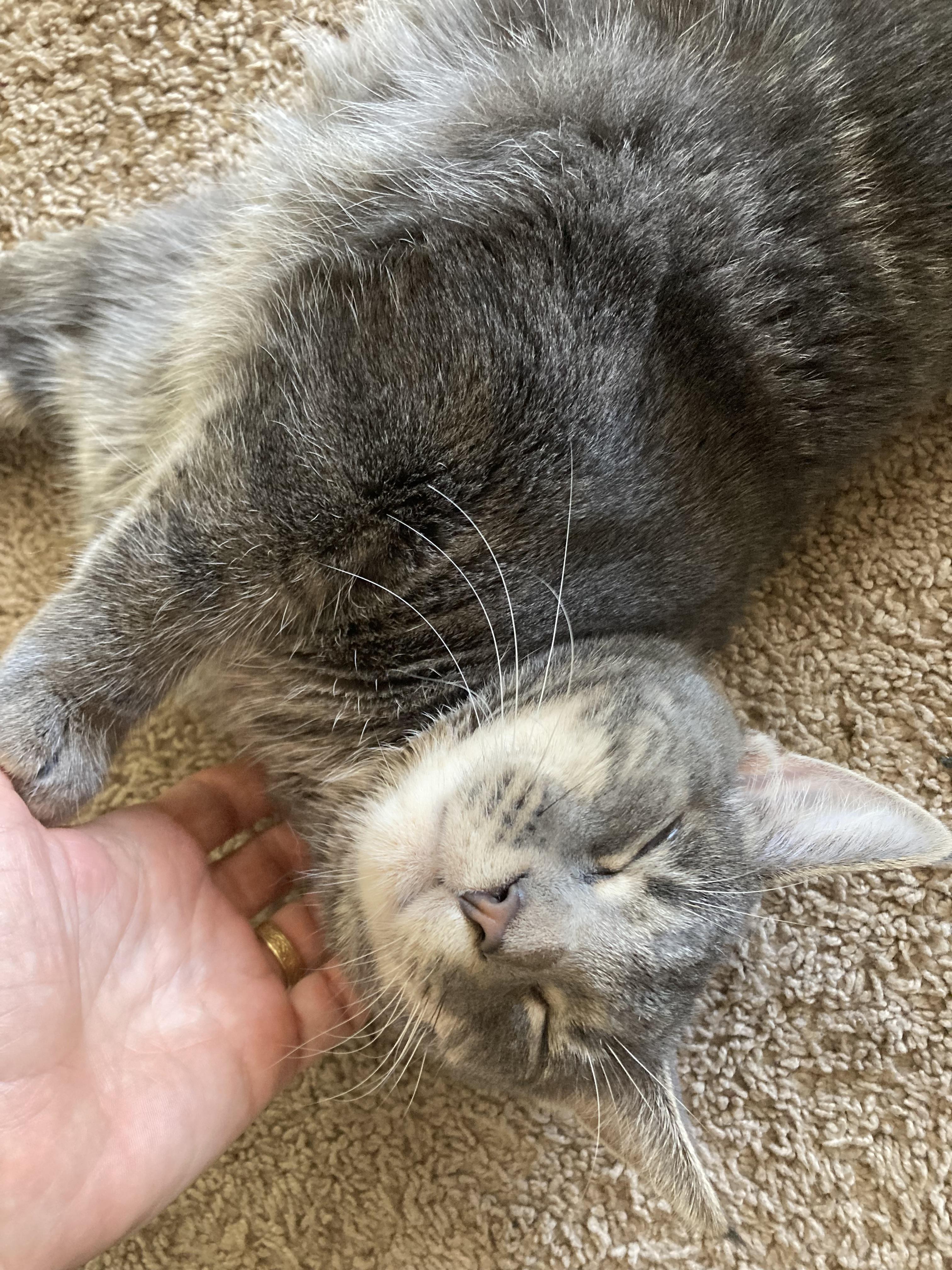 Enlarge Chunk, a Adoptable Domestic Short Hair in Suffolk, VA image 5/6