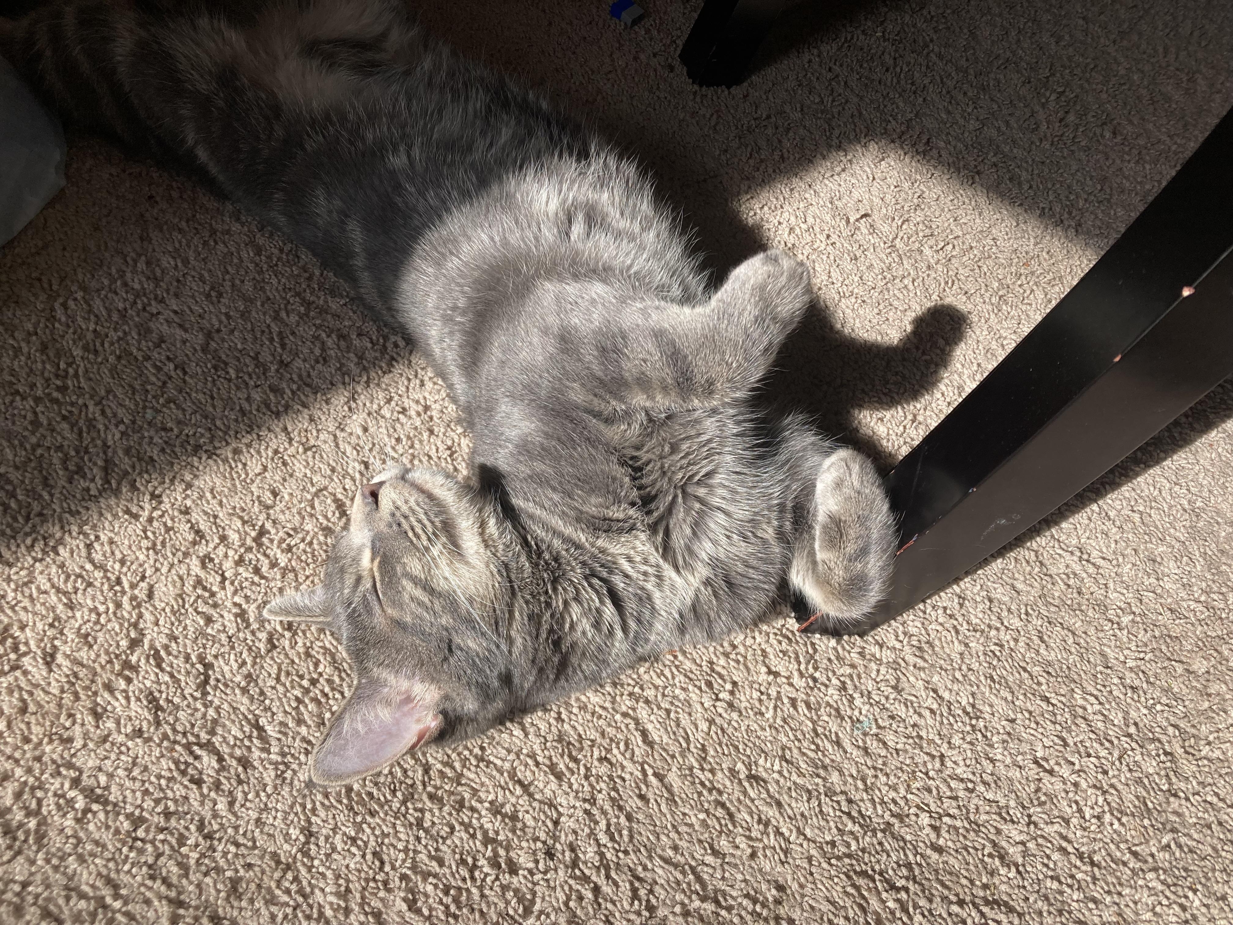 Enlarge Chunk, a Adoptable Domestic Short Hair in Suffolk, VA image 2/6