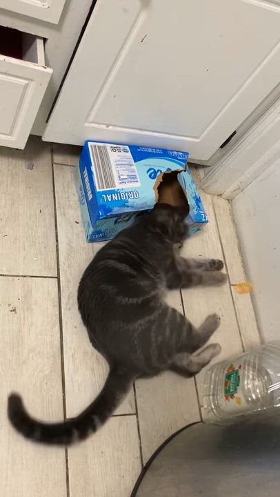 Enlarge Chunk, a Adoptable Domestic Short Hair in Suffolk, VA video 6/6