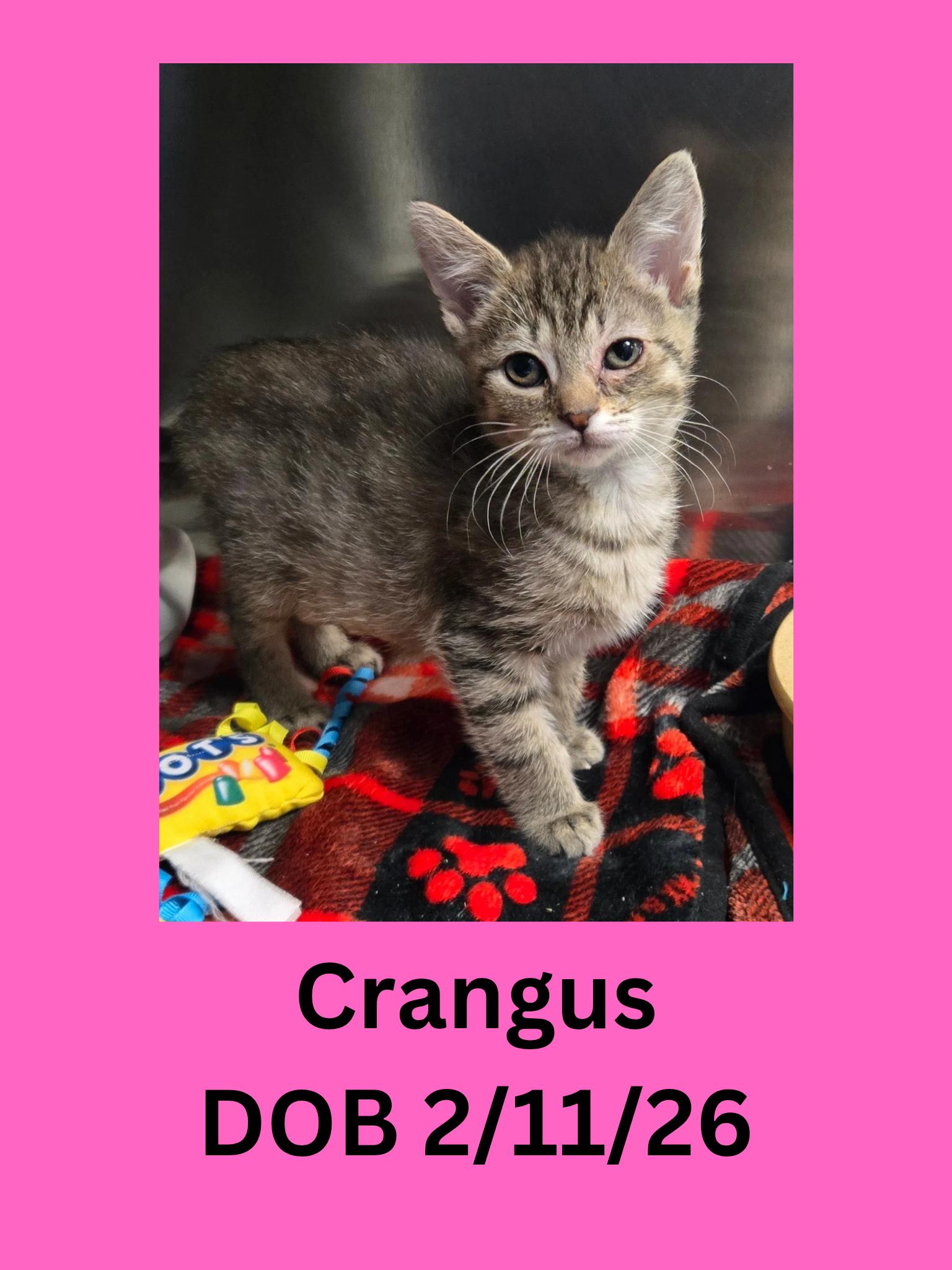 Crangus, adopted, Kitten Female Domestic Short Hair.
