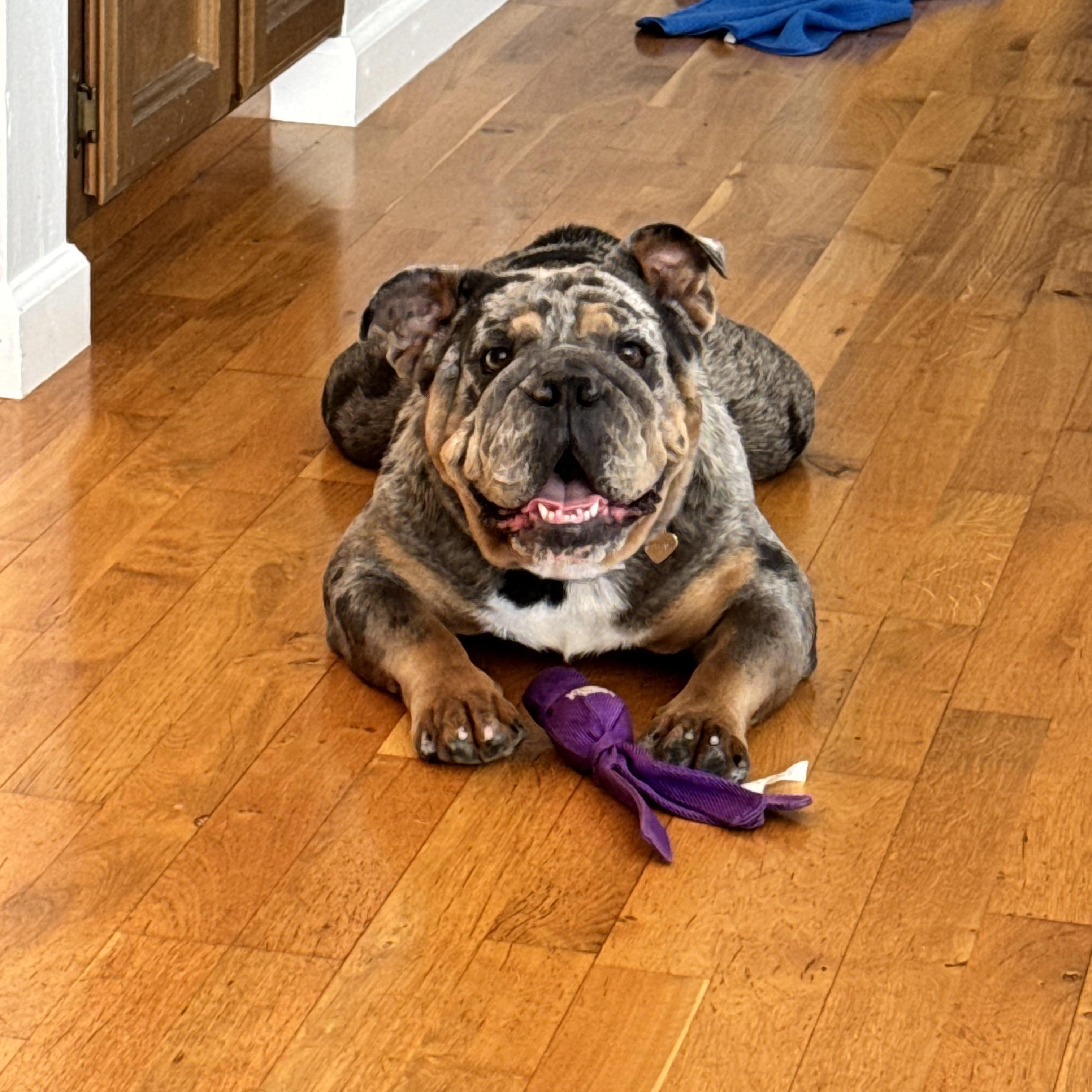 Tilly, adopted, Young Female English Bulldog.