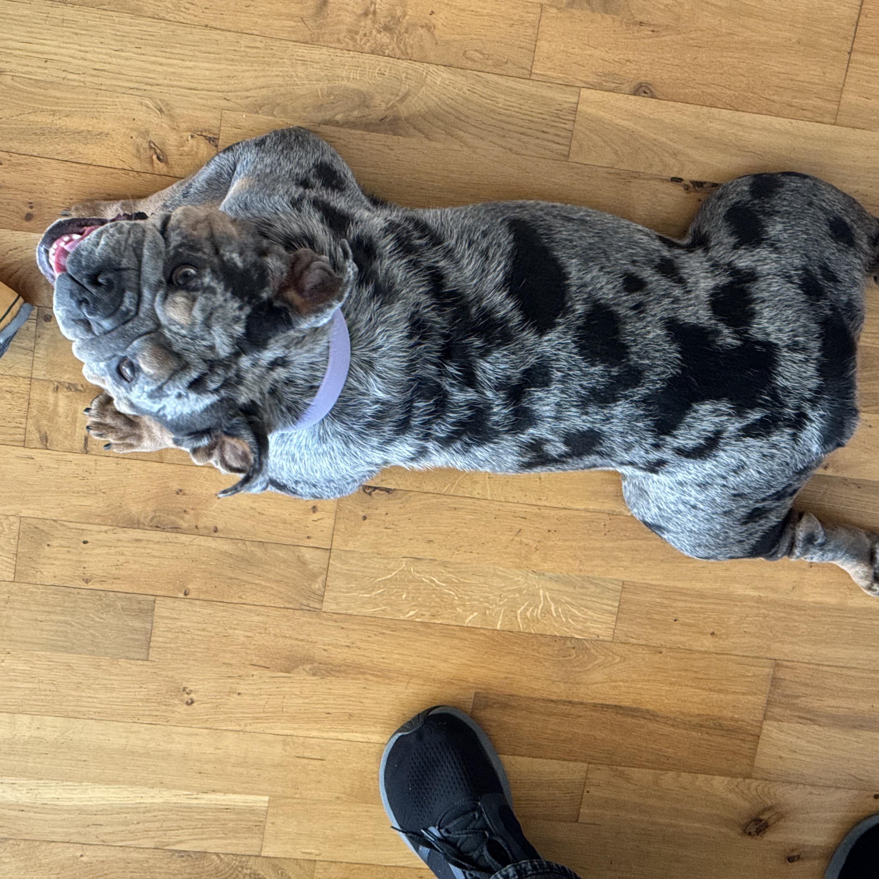 Tilly, an adopted English Bulldog in Emerald Hills, CA image 2/6