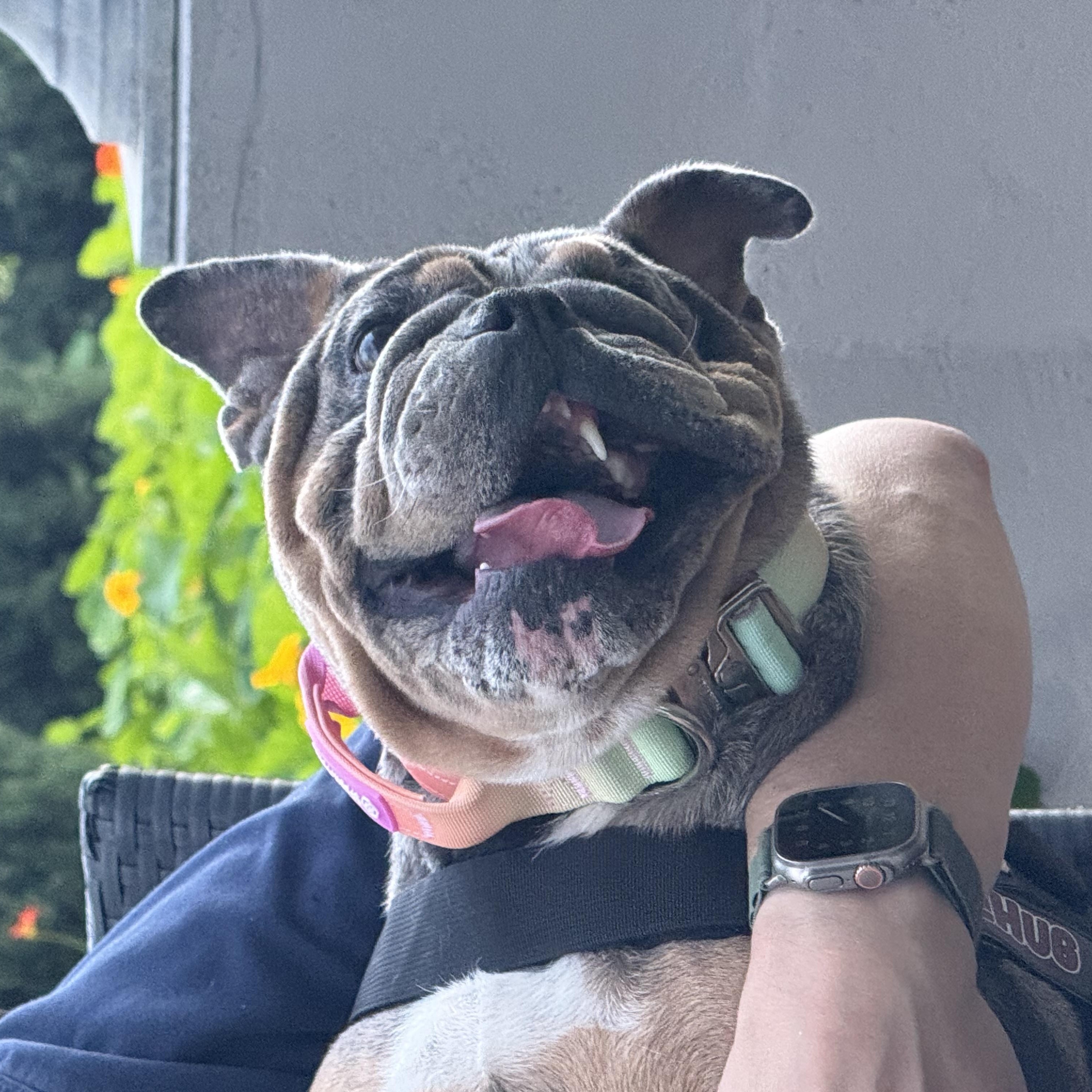 Tilly, an adopted English Bulldog in Emerald Hills, CA image 3/6
