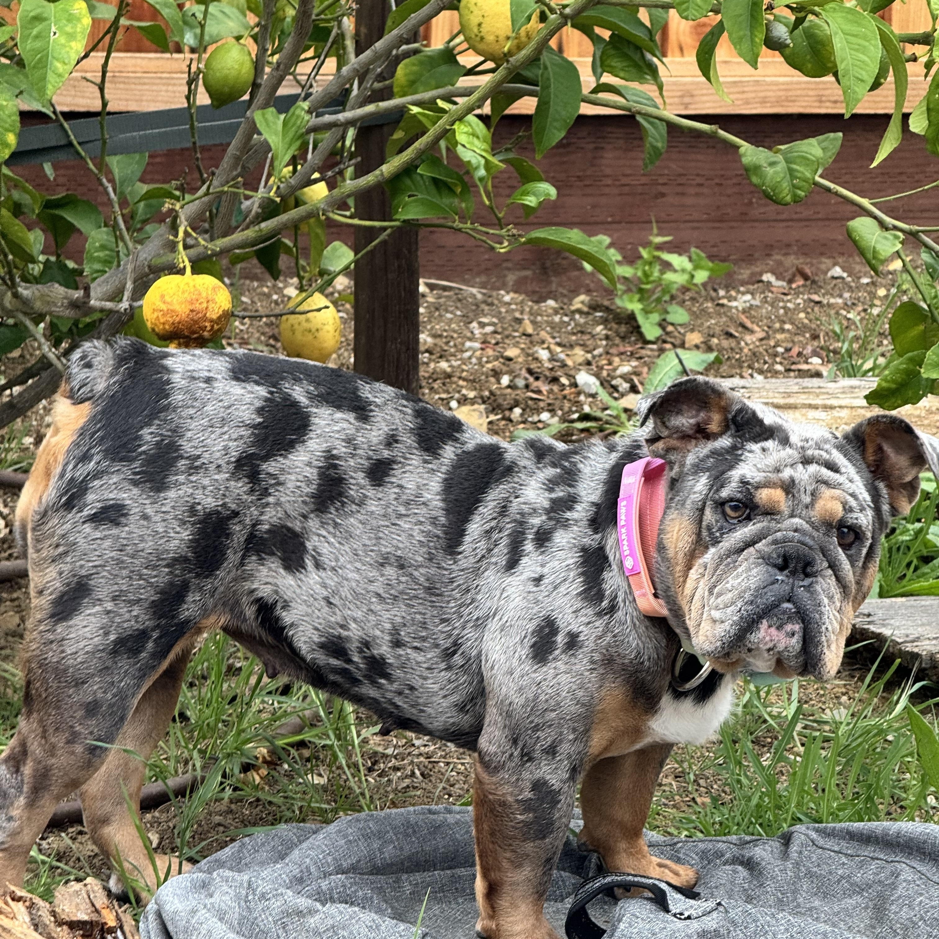 Tilly, an adopted English Bulldog in Emerald Hills, CA image 4/6