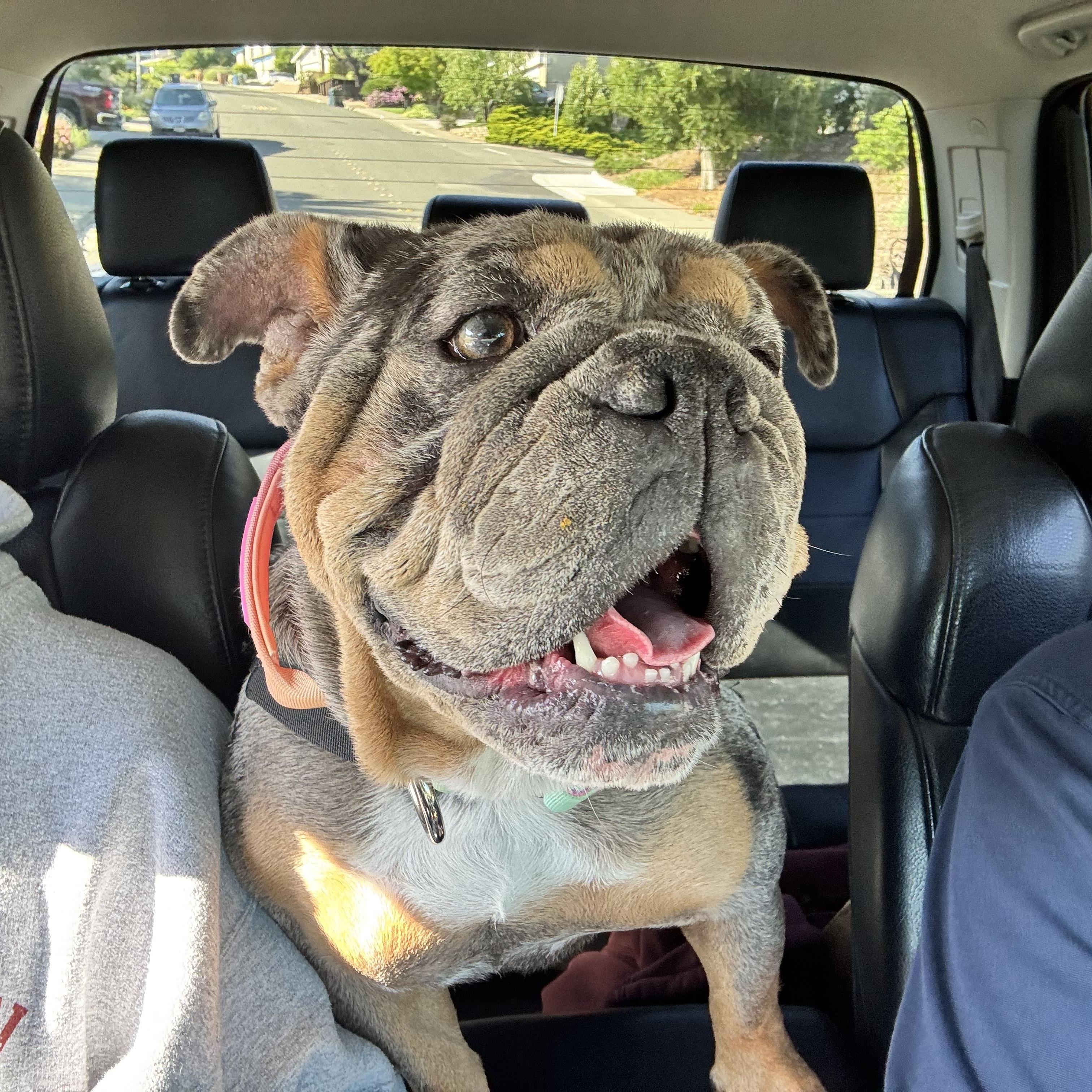 Tilly, an adopted English Bulldog in Emerald Hills, CA image 6/6