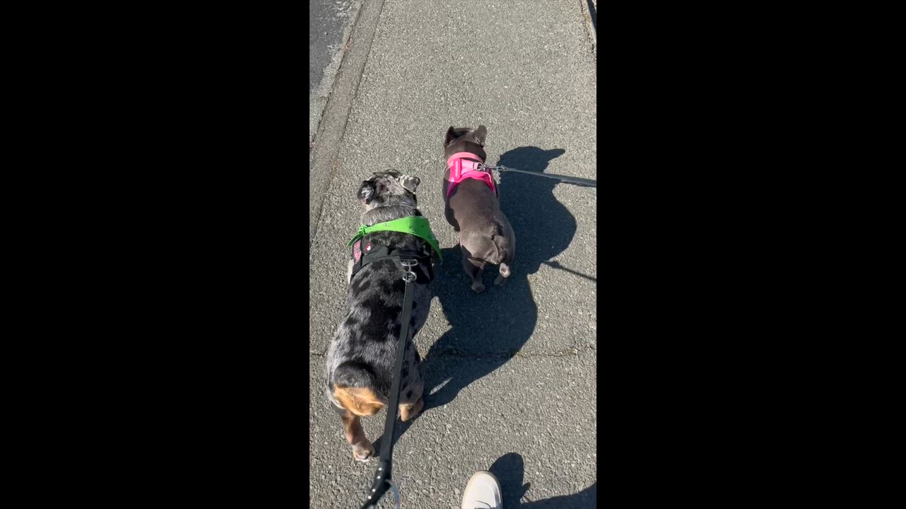 Enlarge Tilly, an adopted English Bulldog in Emerald Hills, CA video 5/6