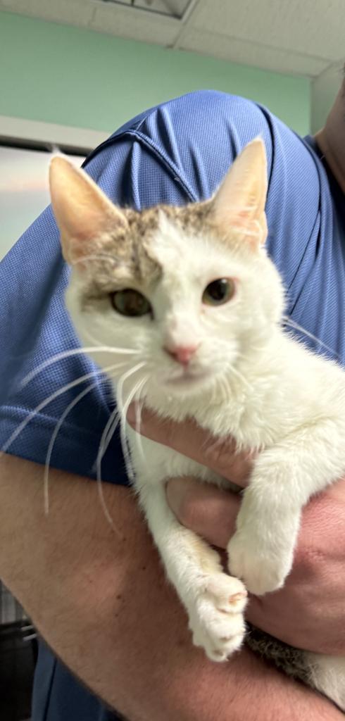Gale, Adoptable, Young Female Domestic Short Hair.