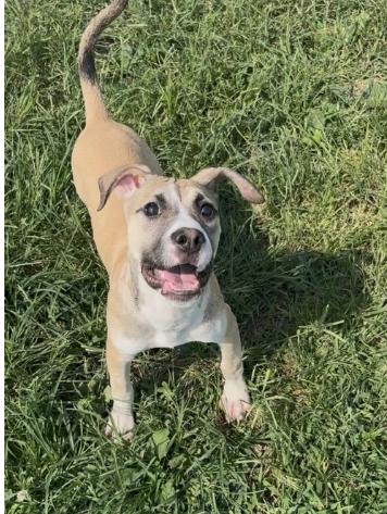 Lacey, Adoptable, Young Female Boxer & Pit Bull Terrier.