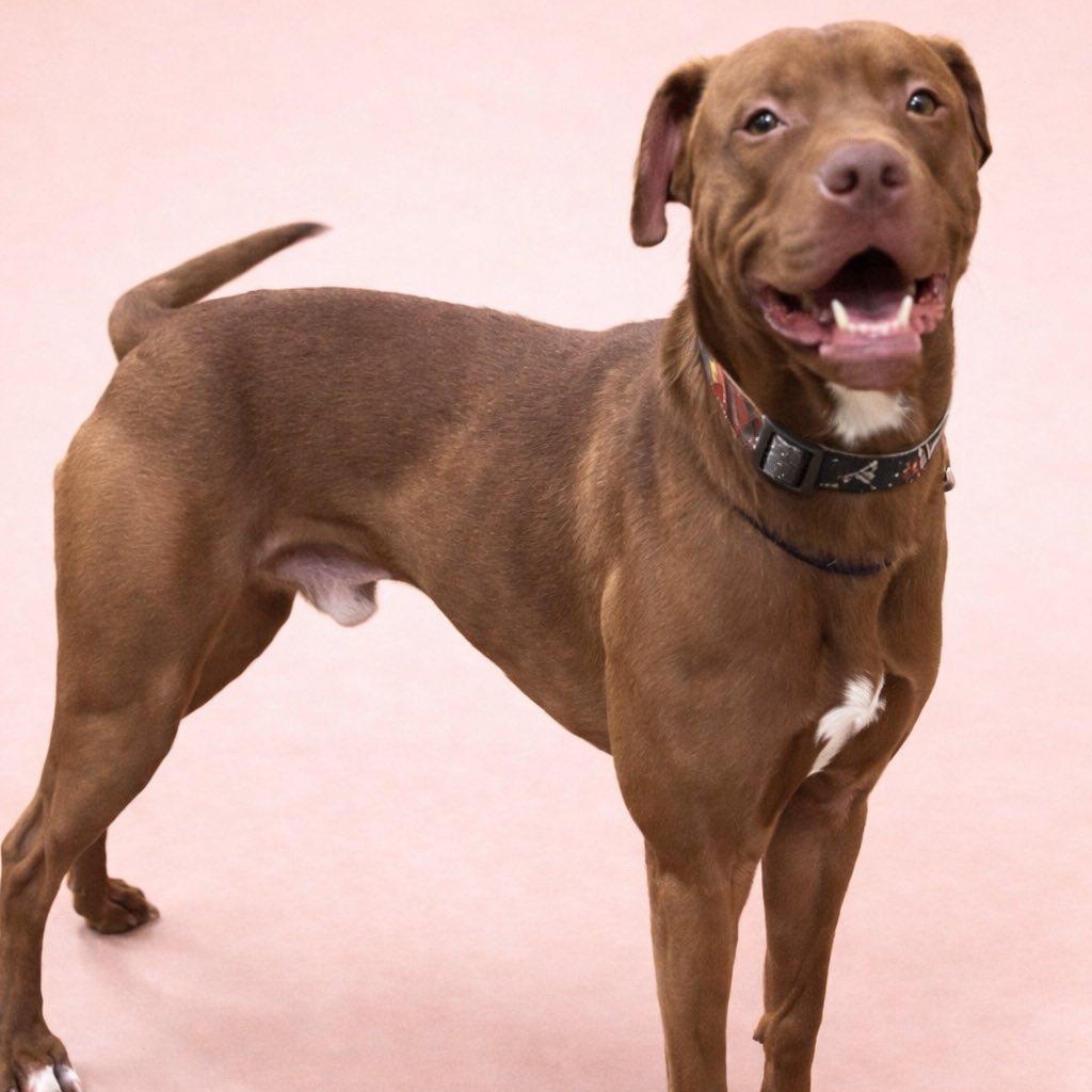 Vinnie, ADOPTABLE, Young Male Pit Bull Terrier.