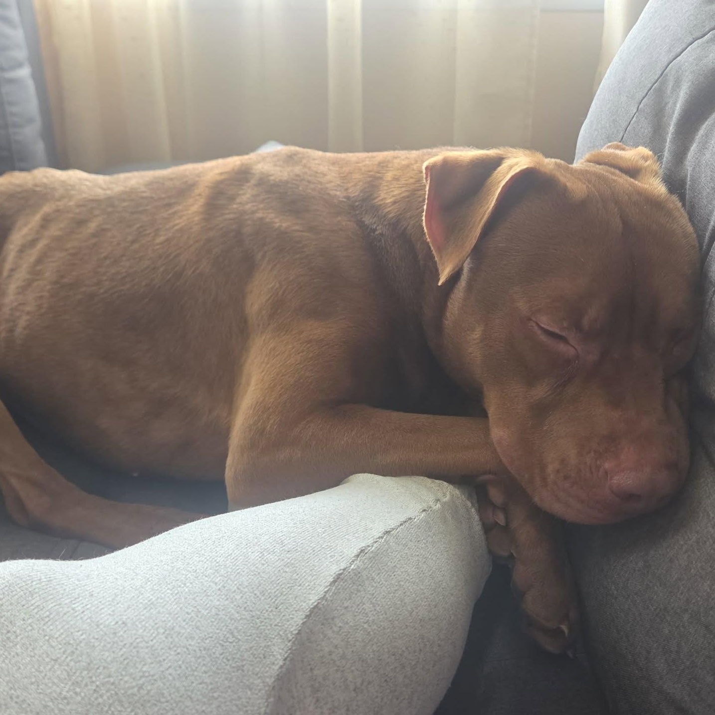 Vinnie, a ADOPTABLE Pit Bull Terrier in Manassas, VA image 2/2