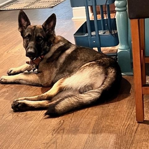 Enlarge LILO, a Adoptable German Shepherd Dog in Roswell, GA image 2/4