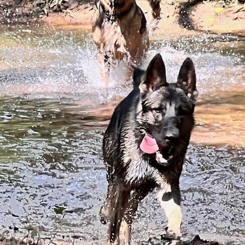 LILO, Adoptable, Young Male German Shepherd Dog.