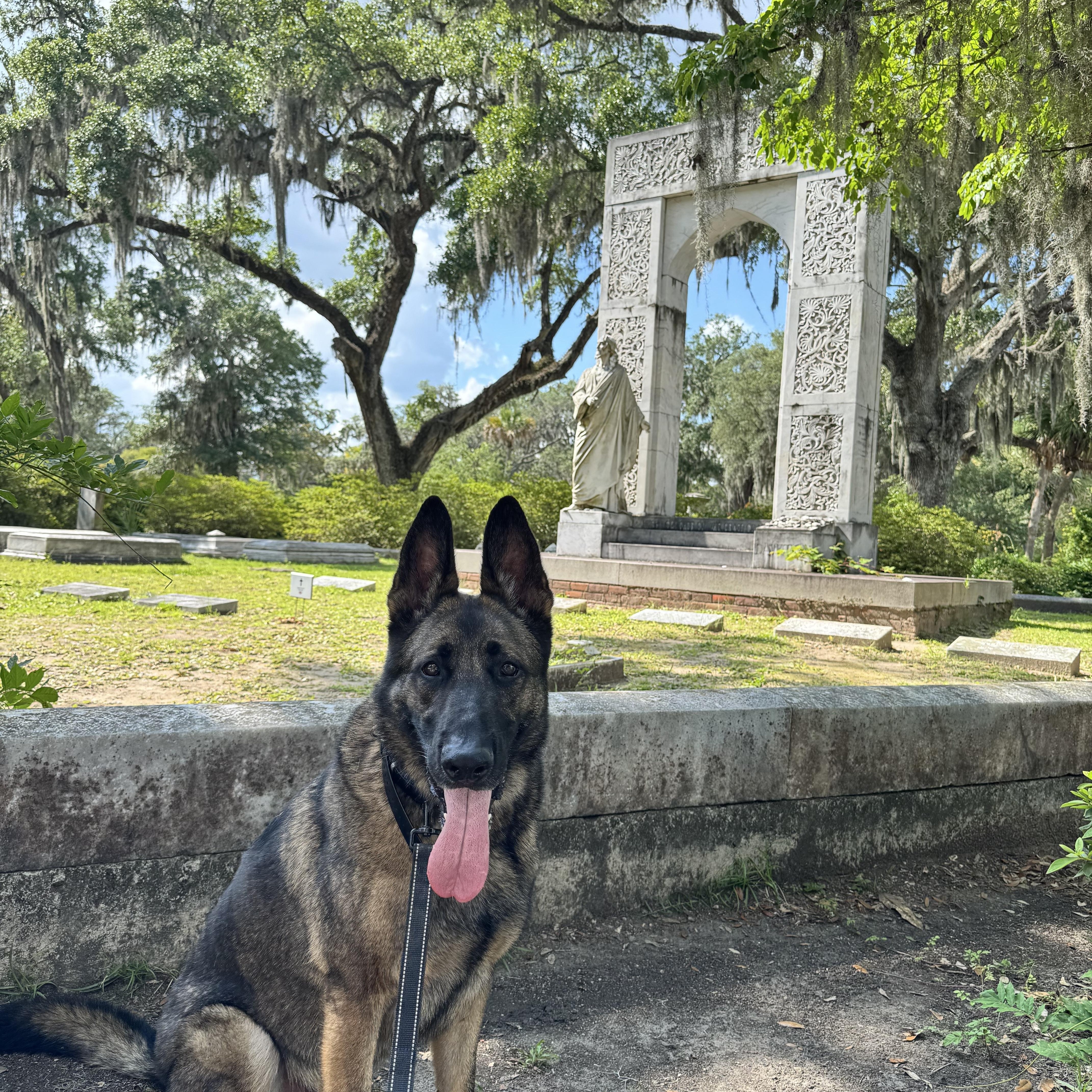 Enlarge LILO, a Adoptable German Shepherd Dog in Roswell, GA image 4/4