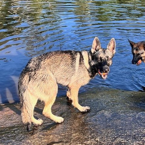 Enlarge LILO, a Adoptable German Shepherd Dog in Roswell, GA image 3/4