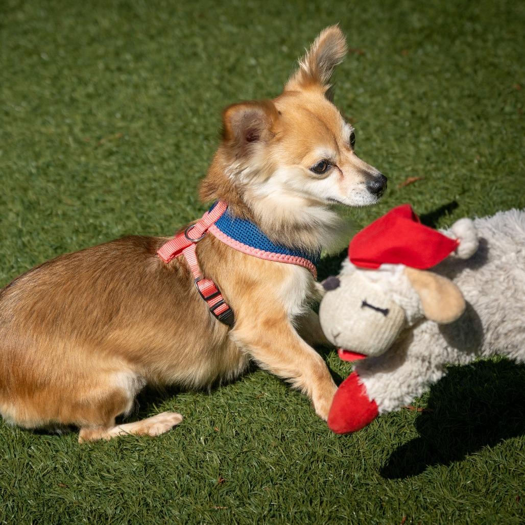 Enlarge Ginger, a Adoptable mixed breed in Pacifica, CA image 1/6