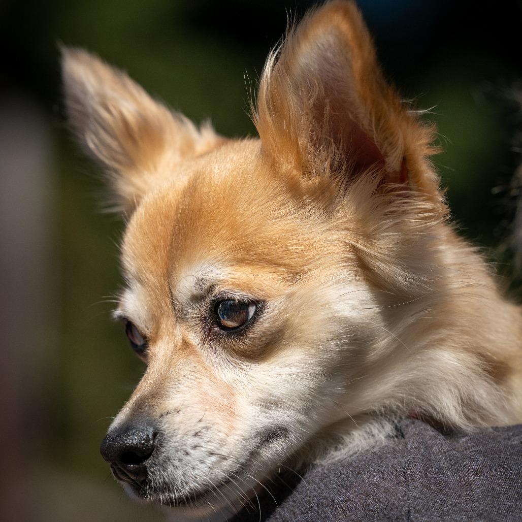 Enlarge Ginger, a Adoptable mixed breed in Pacifica, CA image 2/6