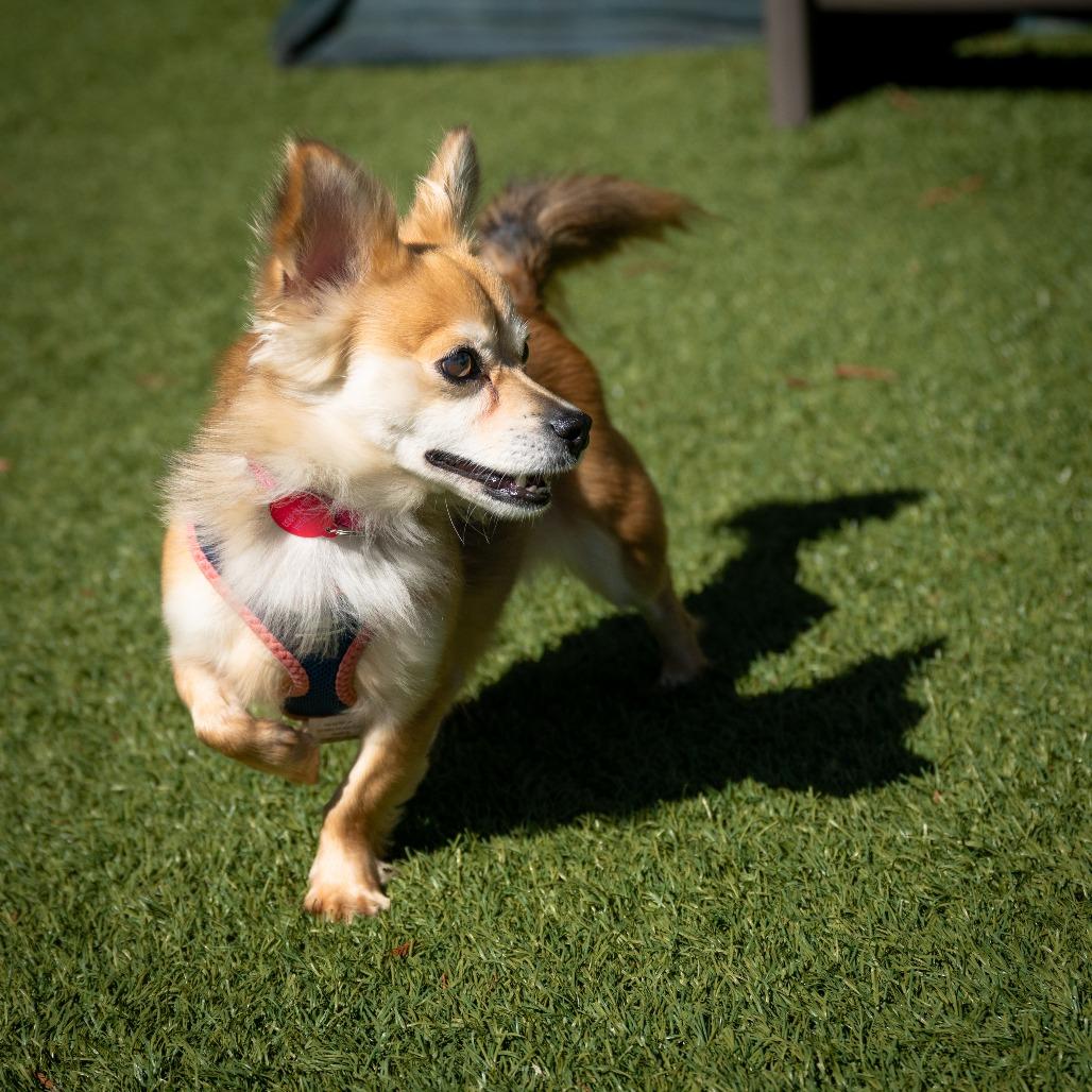 Enlarge Ginger, a Adoptable mixed breed in Pacifica, CA image 3/6
