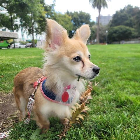 Enlarge Ginger, a Adoptable mixed breed in Pacifica, CA image 4/6