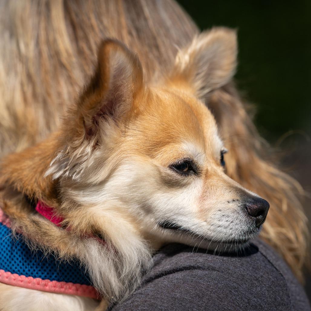 Enlarge Ginger, a Adoptable mixed breed in Pacifica, CA image 3/6