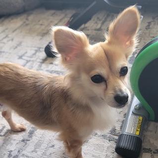 Enlarge Ginger, a Adoptable mixed breed in Pacifica, CA image 5/6