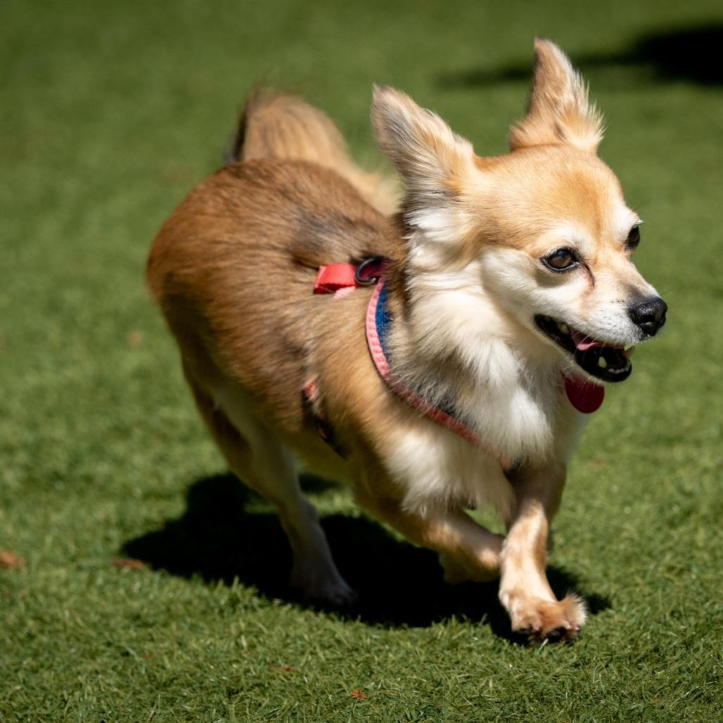 Enlarge Ginger, a Adoptable mixed breed in Pacifica, CA image 5/6